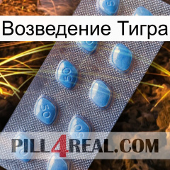 Возведение Тигра viagra3